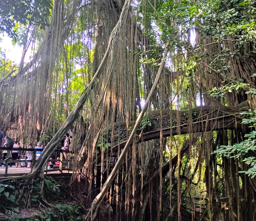 la forêt des singes à Ubud
