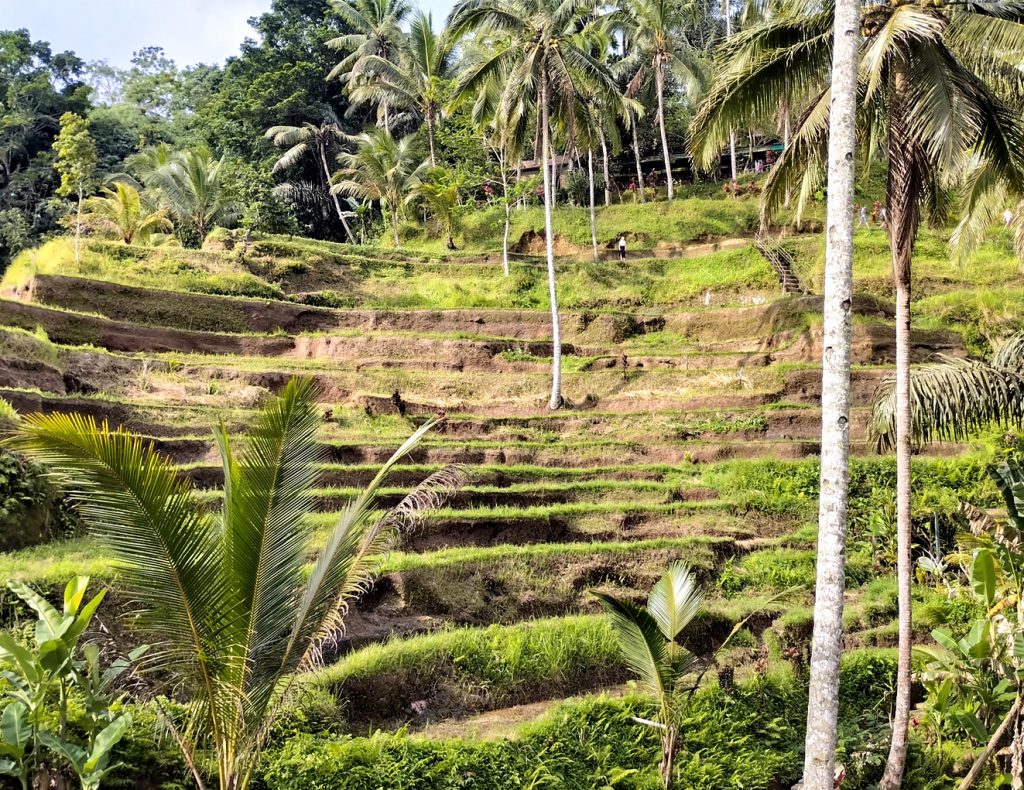 La rizière de tegalalang découvrir Bali