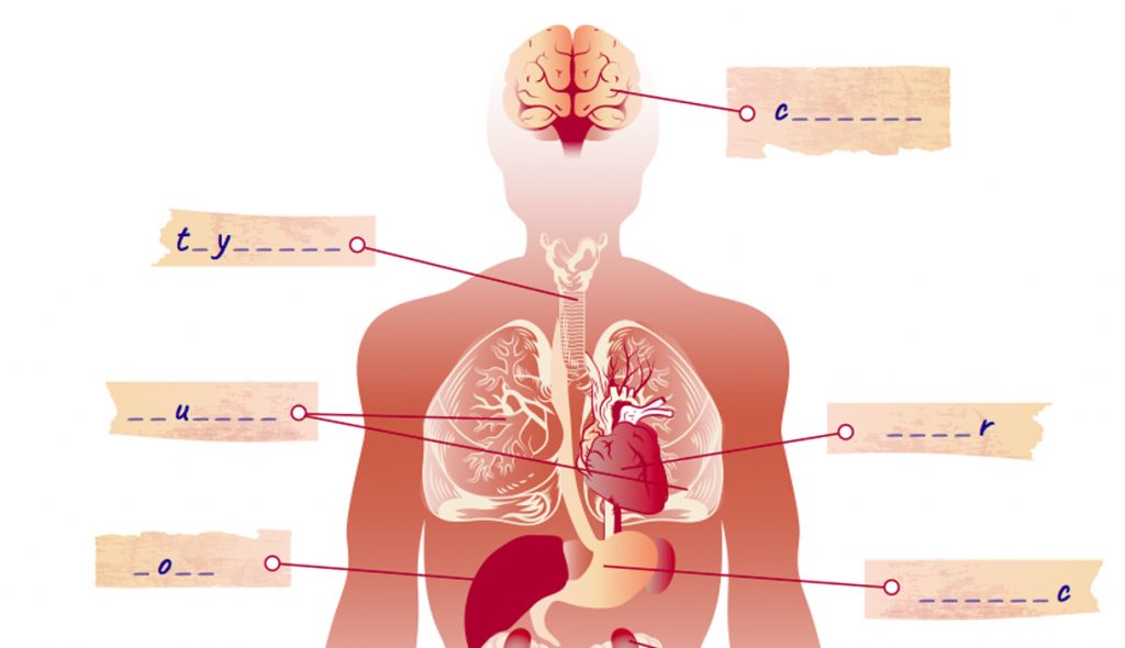Une illustration de corps humain médicale pour un magasine autour de la santé
